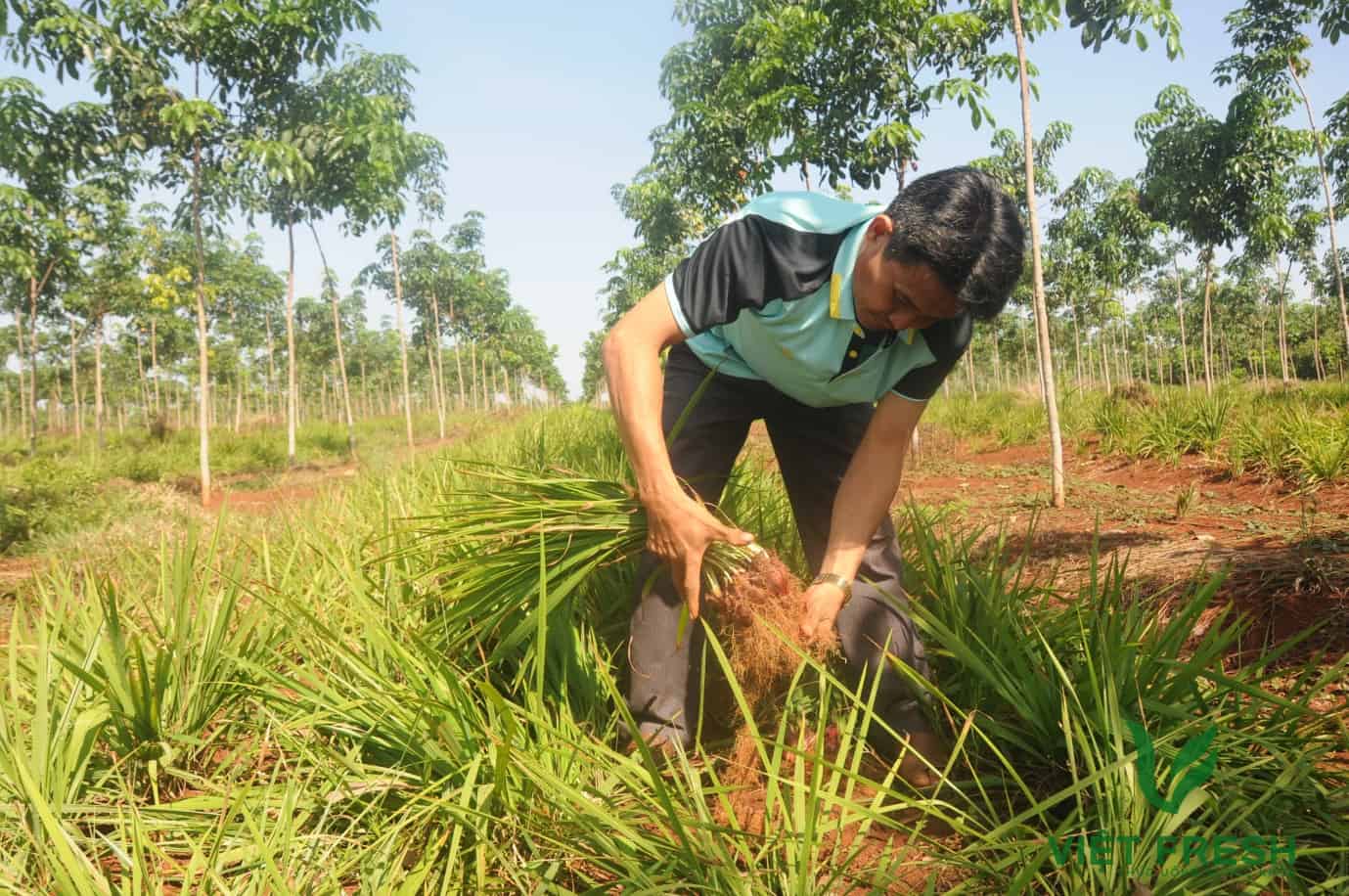 sâm đại hành là gì