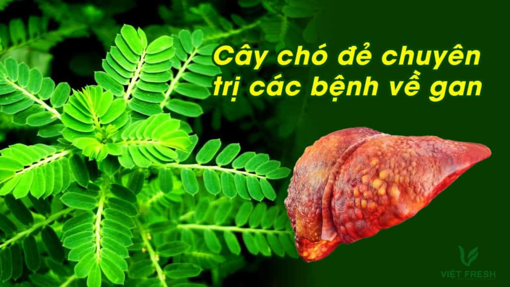 Tác dụng của hoa diệp hạ châu với sức khỏe 