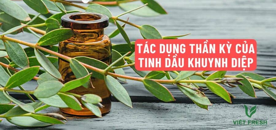 Những lợi ích mà tinh chất khuynh diệp mang lại