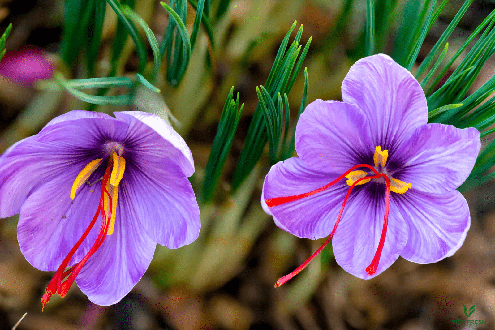 Các công dụng của saffron 