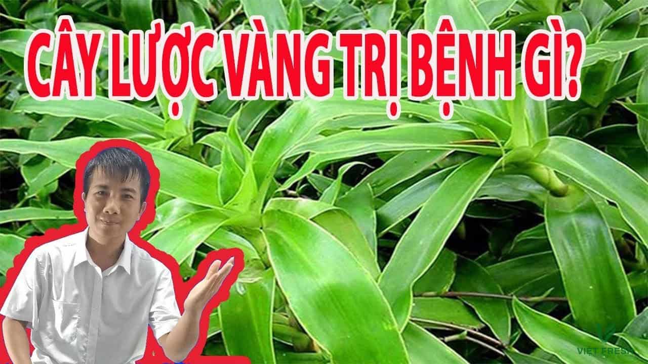 Các bài thuốc từ lược vàng 