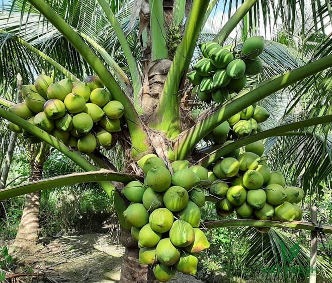 Giới thiệu cây dừa