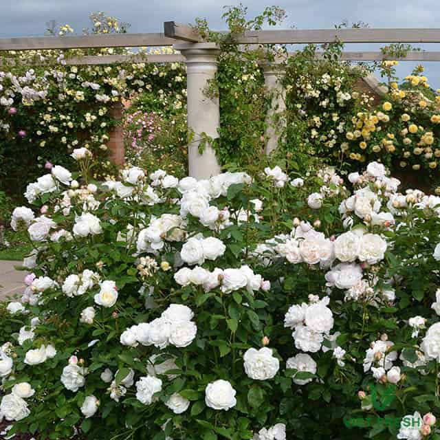 Cách tự trồng hoa hồng trắng